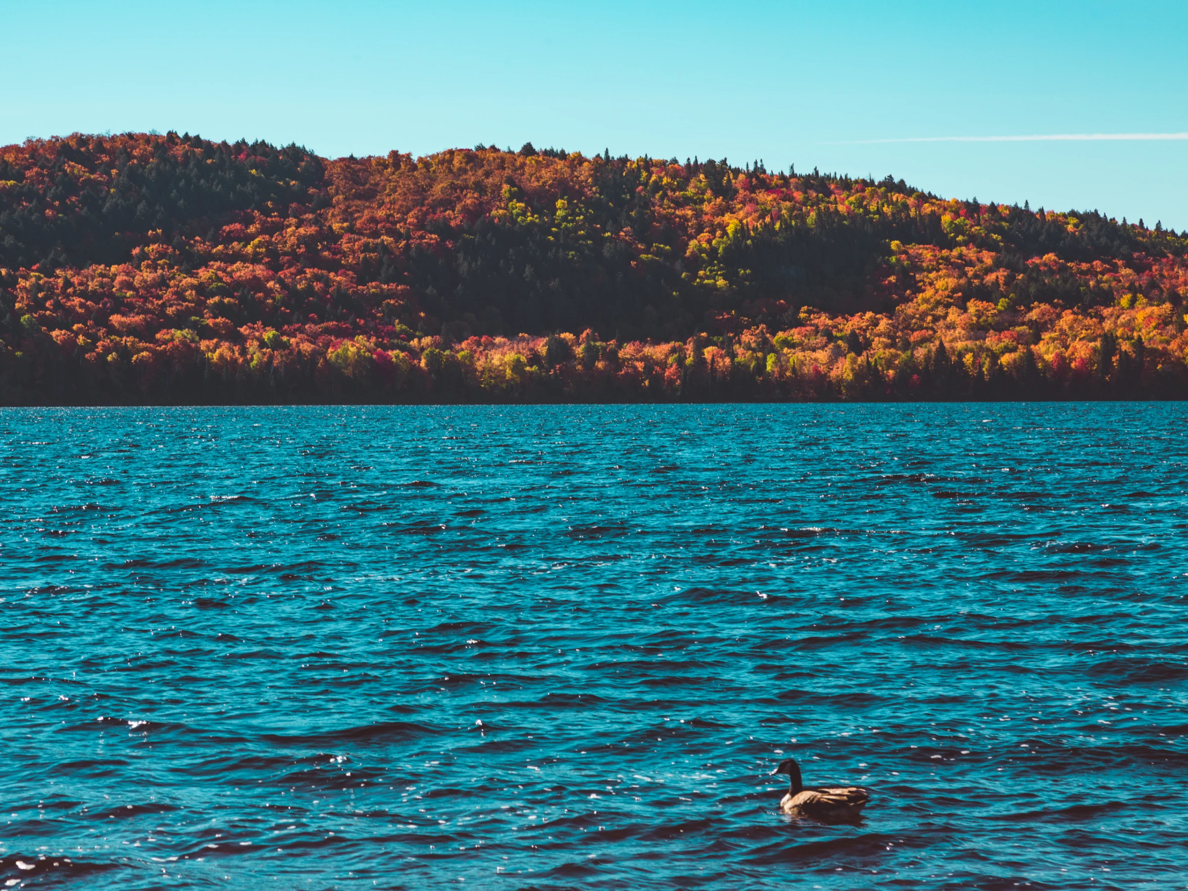 Cảnh lá phong mùa thu bên hồ ở Algonquin Provincial Park, tỉnh bang Ontario, Canada