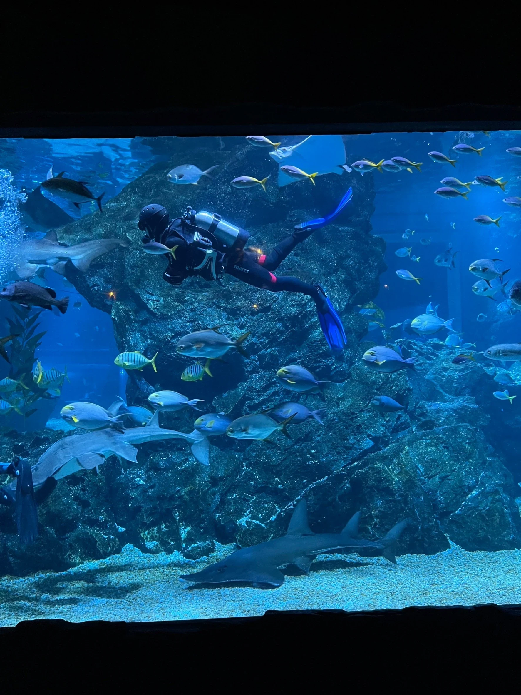 Siam Paragon SEA LIFE Bangkok Ocean World 水族館海洋生物展示