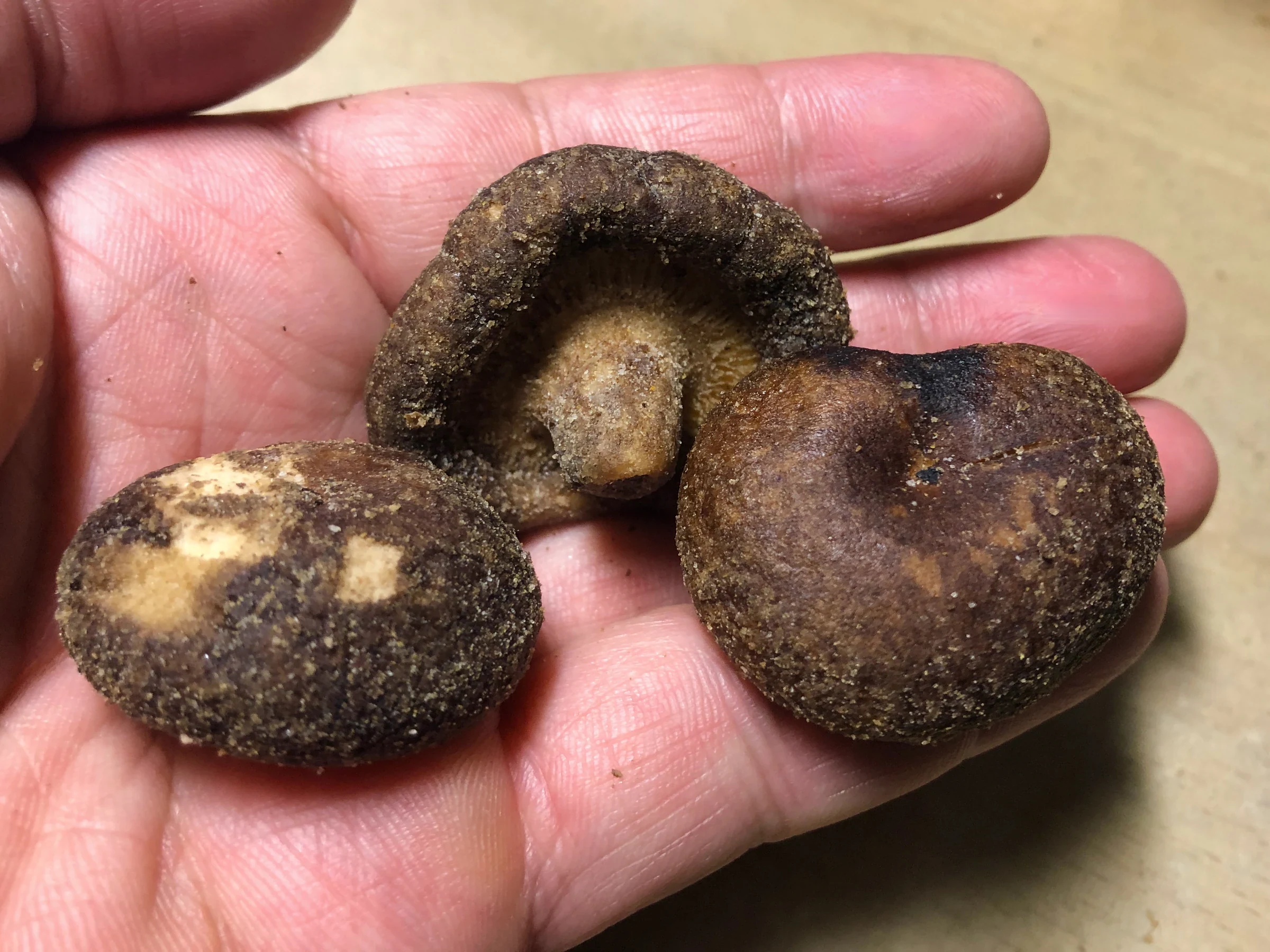 情熱價格香菇脆片取出後的整朵香菇外觀