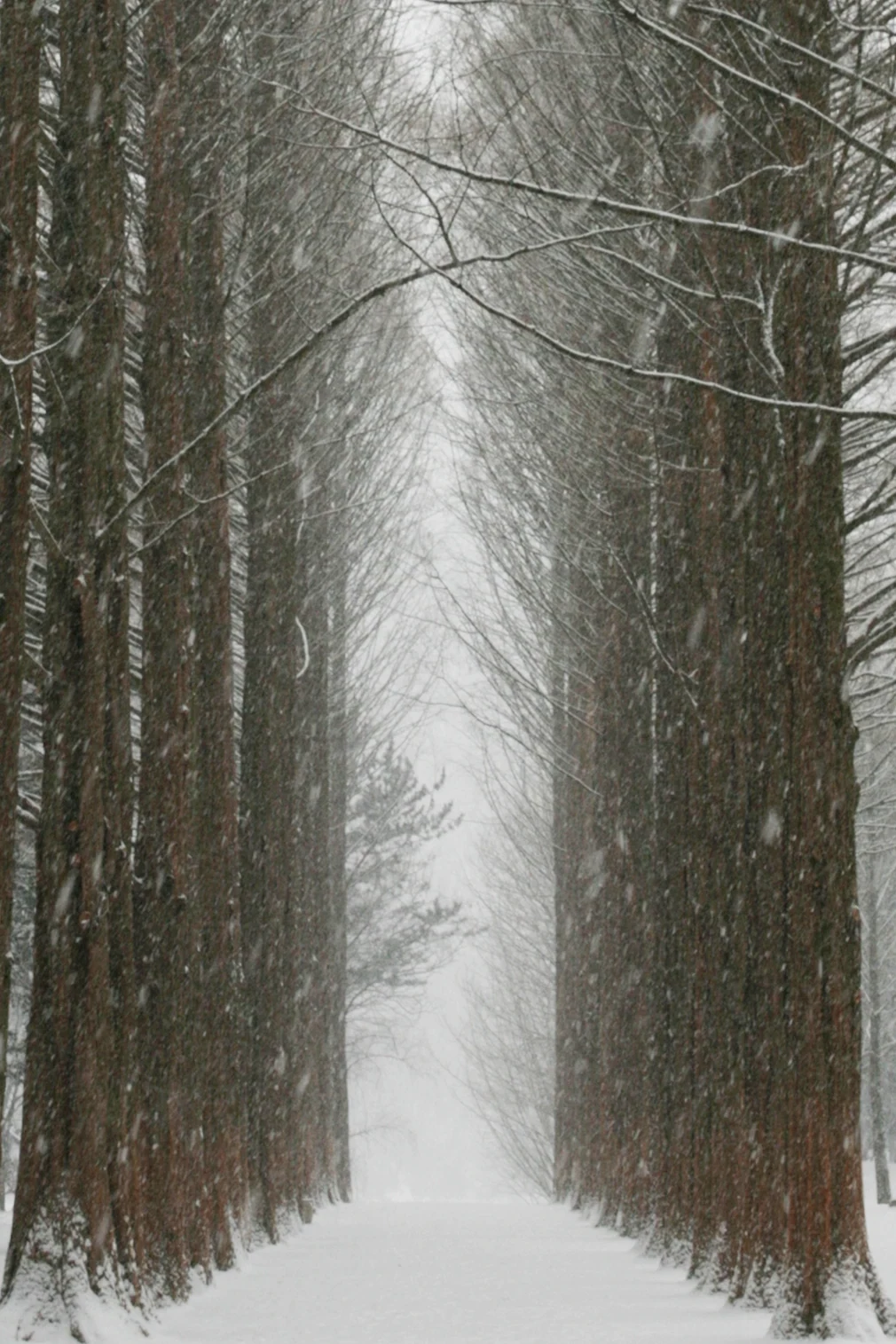南怡島冬季水杉林道與飄雪
