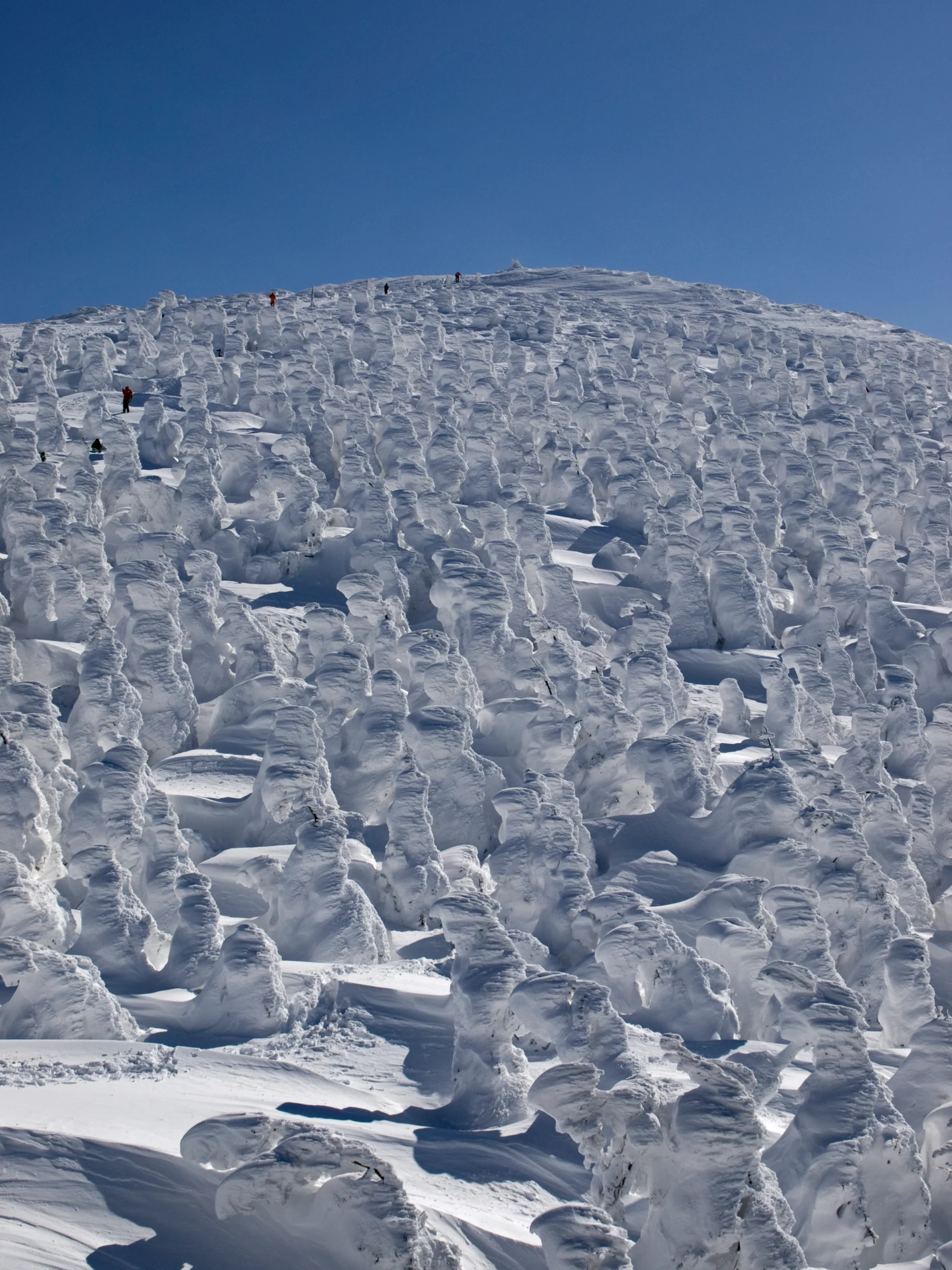 從藏王纜車山頂附近眺望整座覆滿樹冰的雪白山坡